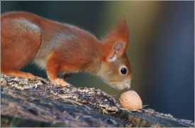 <p>VEVERKA OBECNÁ (Sciurus vulgaris) /Red squirrel - Eichhörnchen/</p>